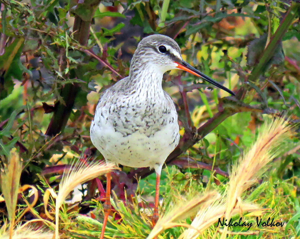 Травник - Николай Волков