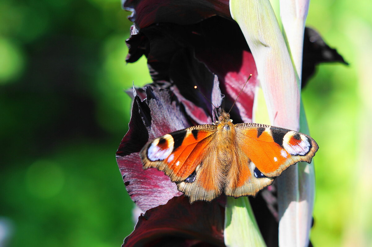 Бабочка Павлиний глаз - Сергей Ц