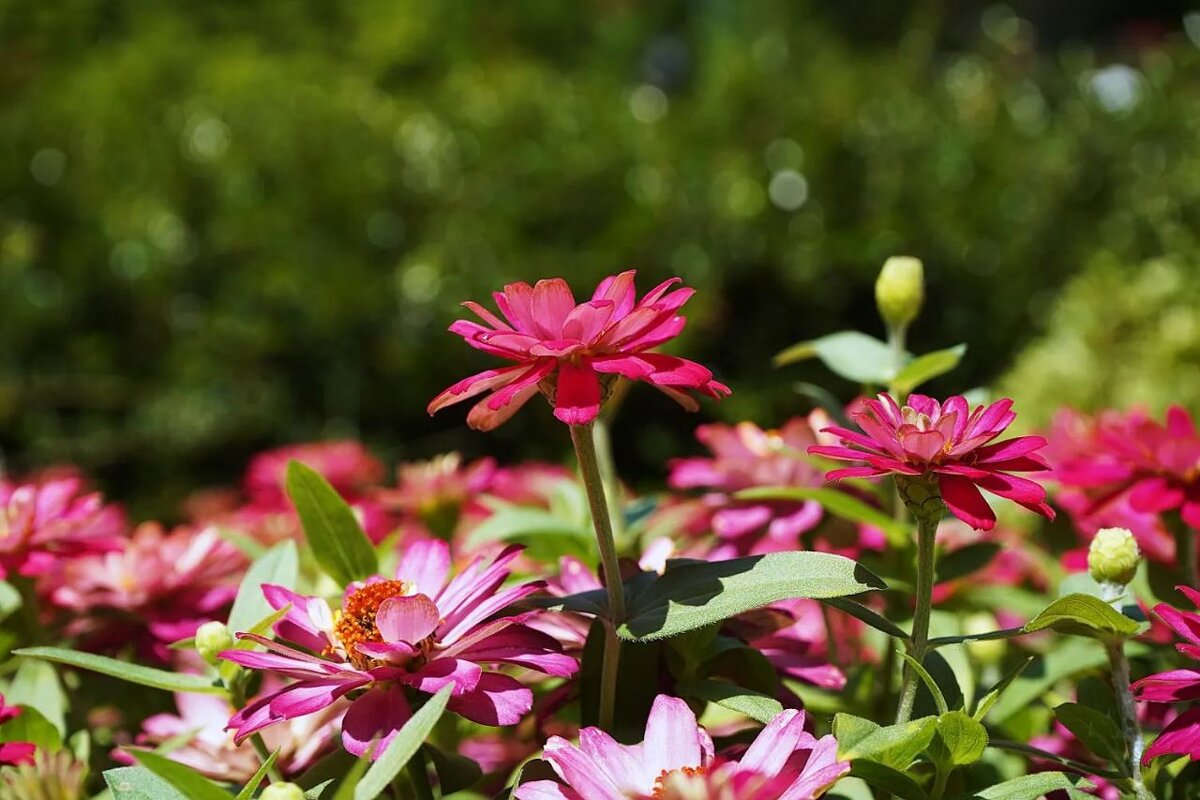 Цинии - Татьяна Тюменка