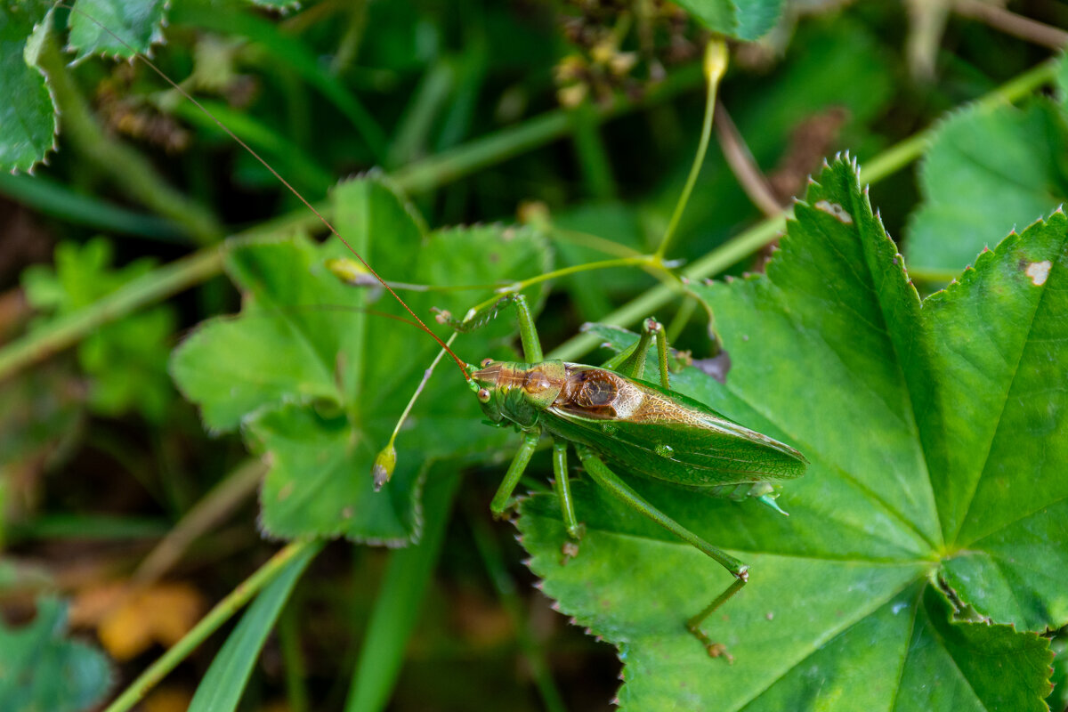 КУЗНЕЧИК - Владимир VS