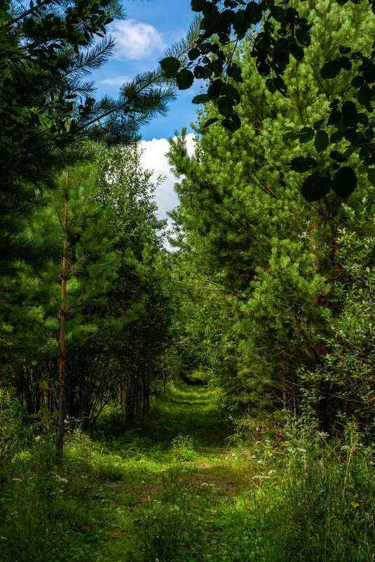 Лес - Владимир VS