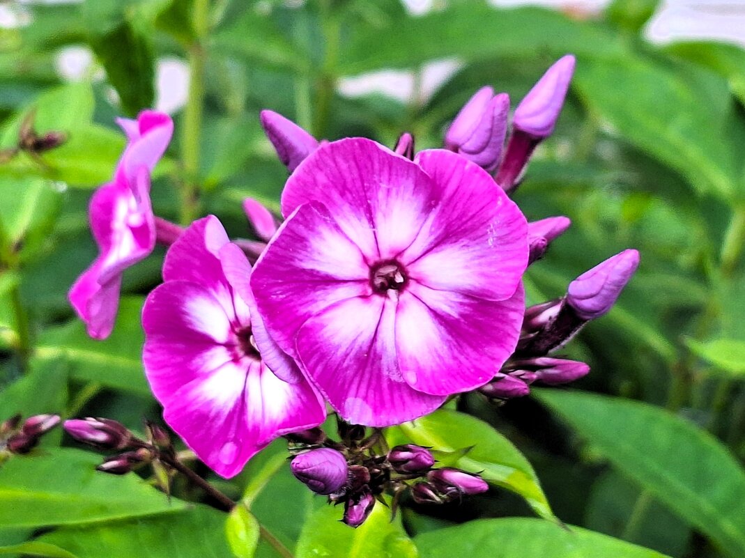 Флокс - Наталья 