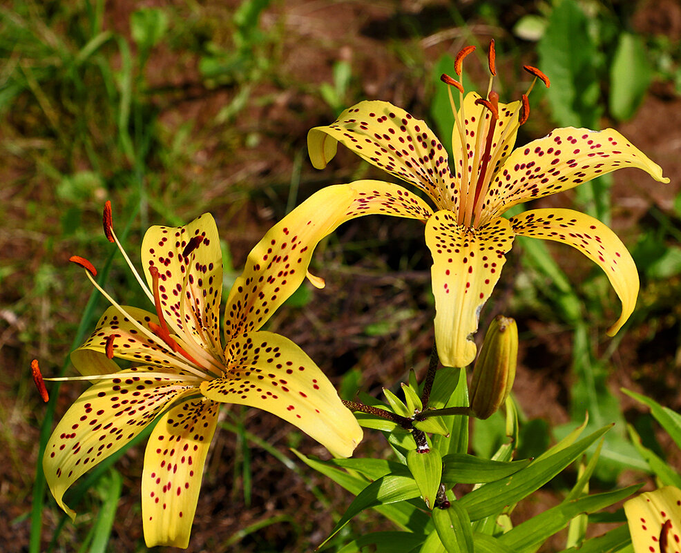 Тигровая парочка - Светлана 