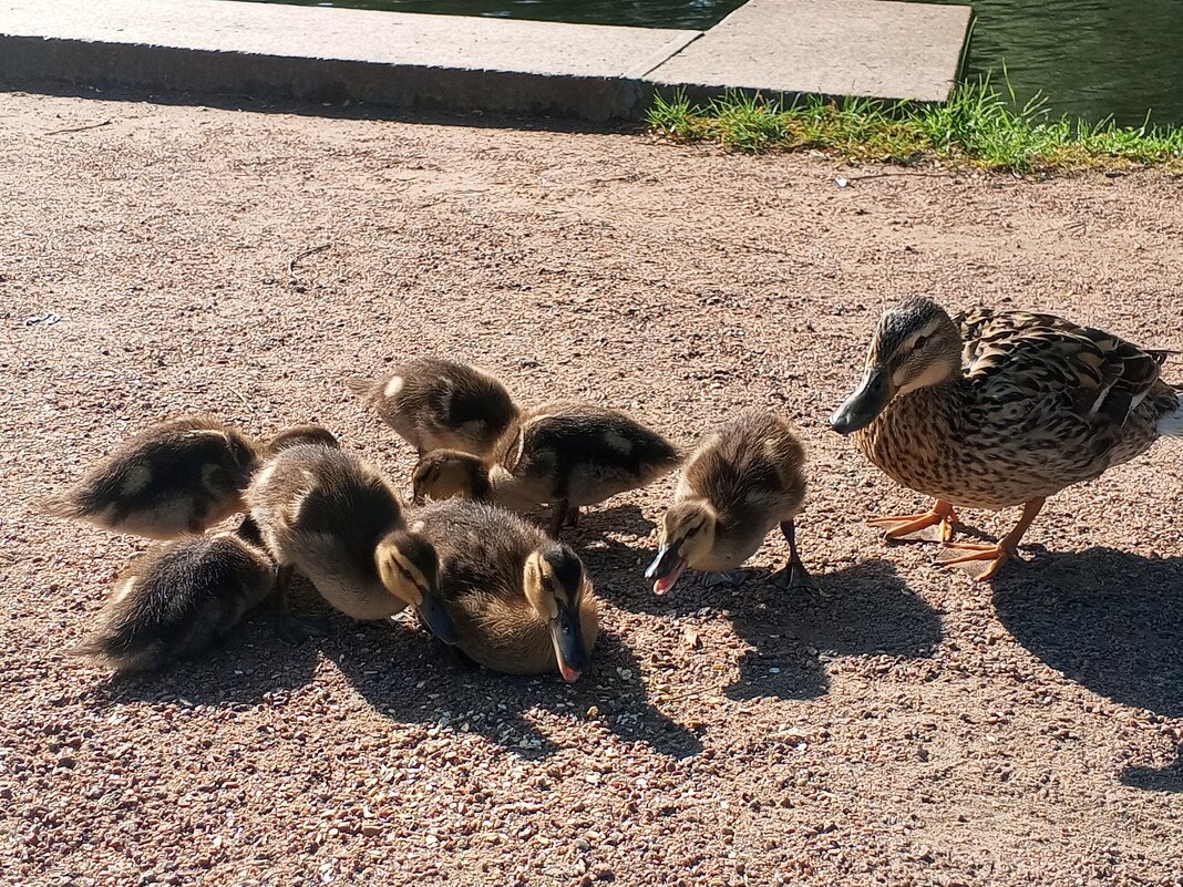 Утята - Сапсан 