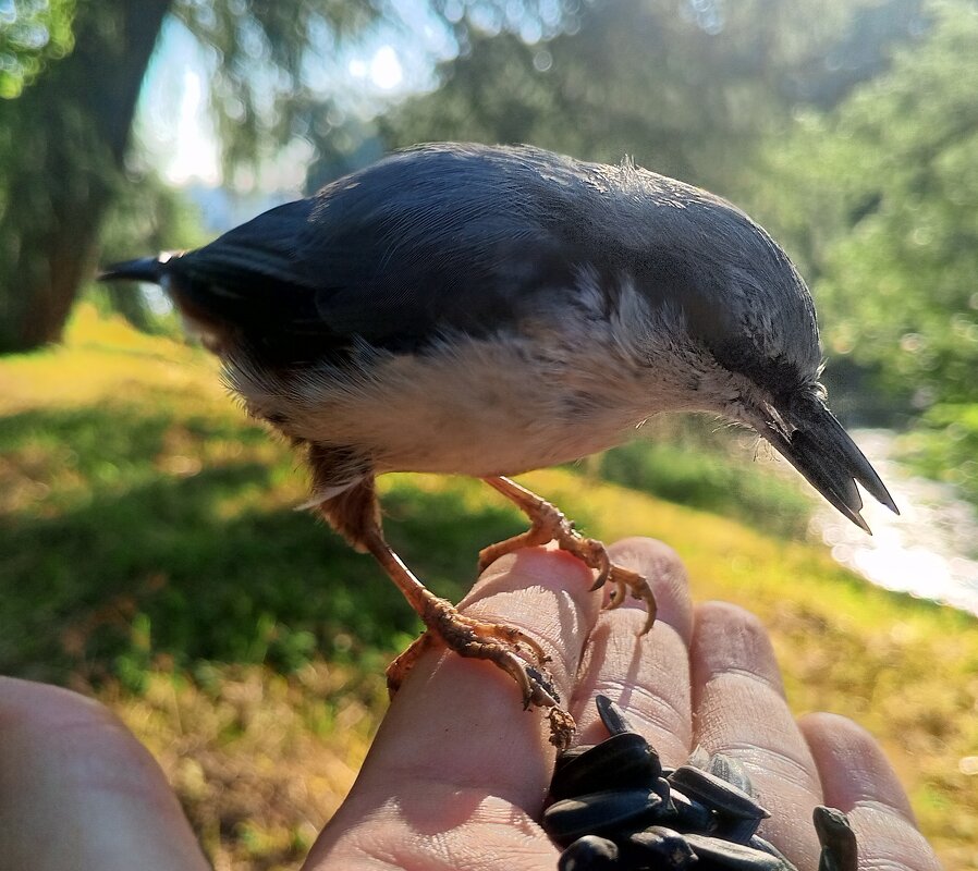 Поползень - Сапсан 