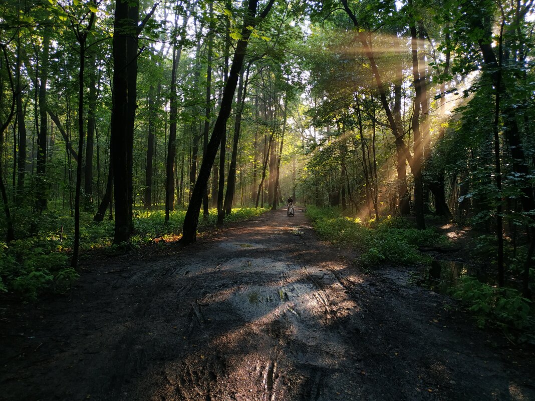 В парке после дождя - Андрей Лукьянов