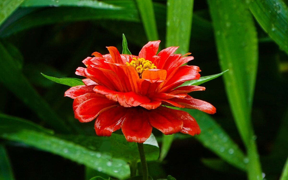 Под дождём. - Милешкин Владимир Алексеевич 