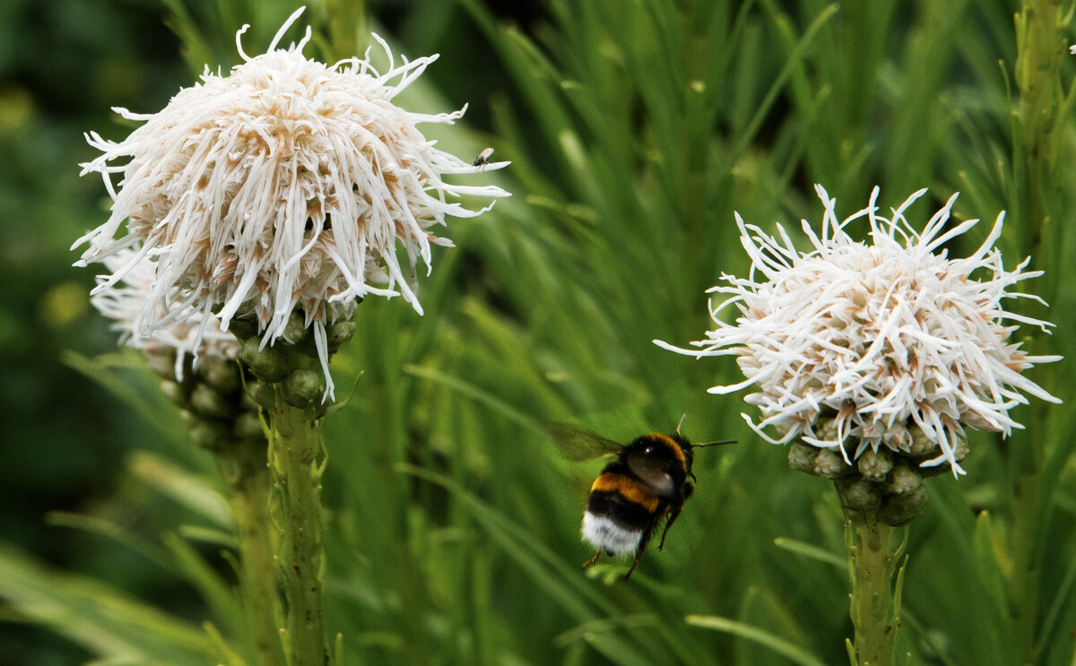 *** - Владимир Безбородов