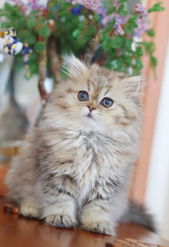 Котик. - Оля Богданович