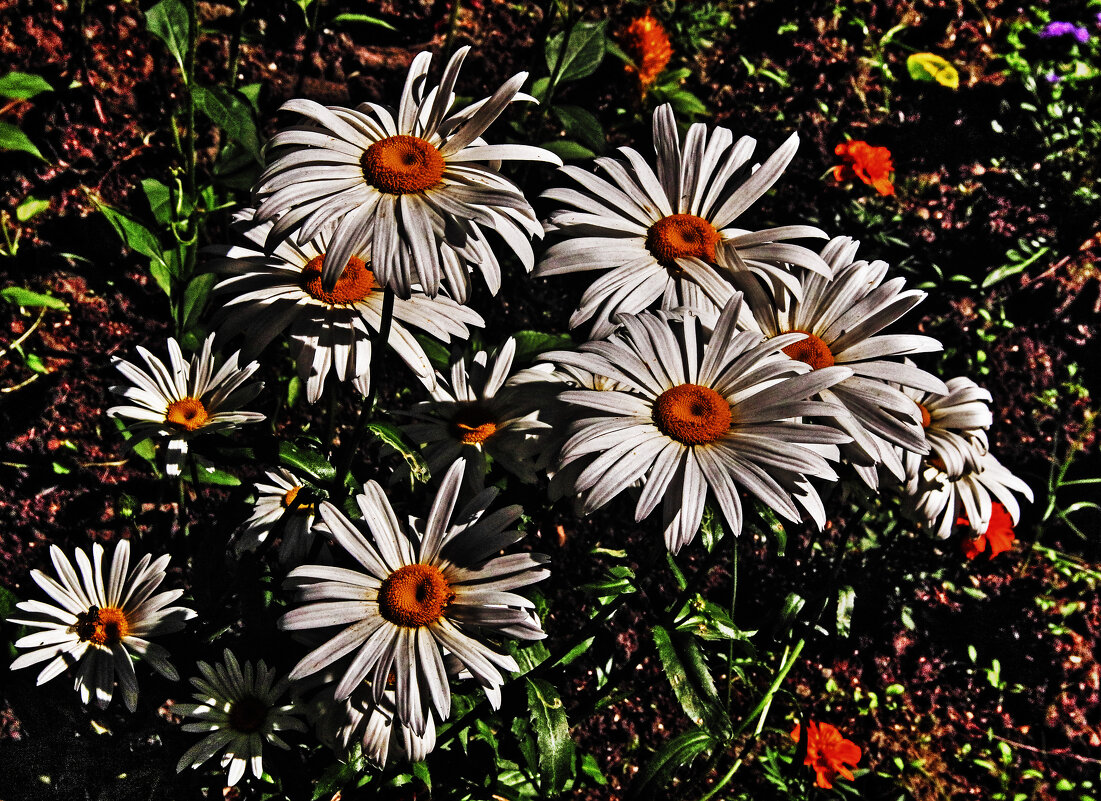 Июль...Хризантемы на клумбе! - Владимир 