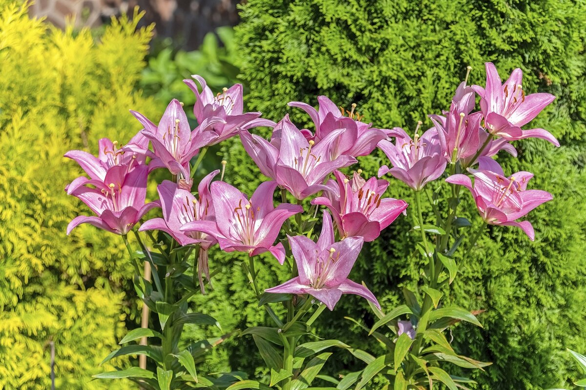 Июльские - Валерий Иванович