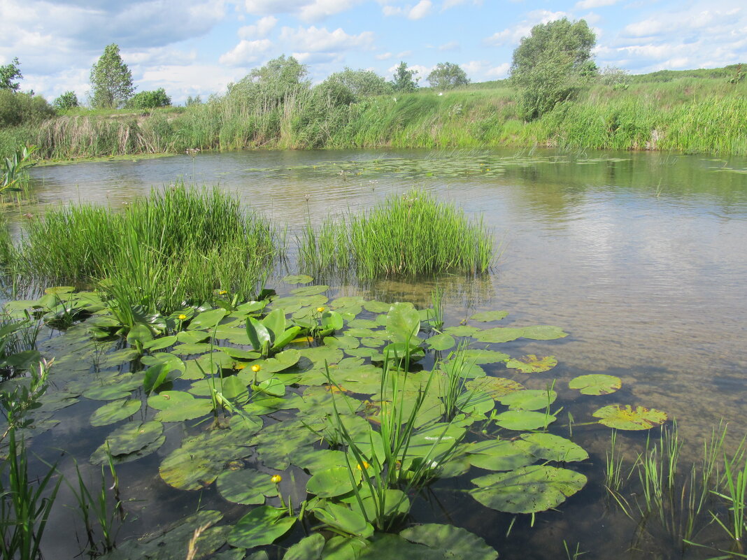 Усманка Воронеж - Елена Шаламова