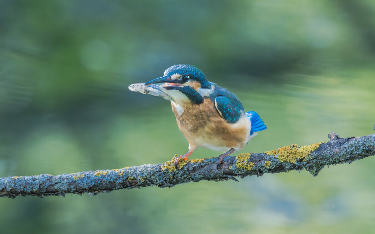 зимородок. - юрий макаров