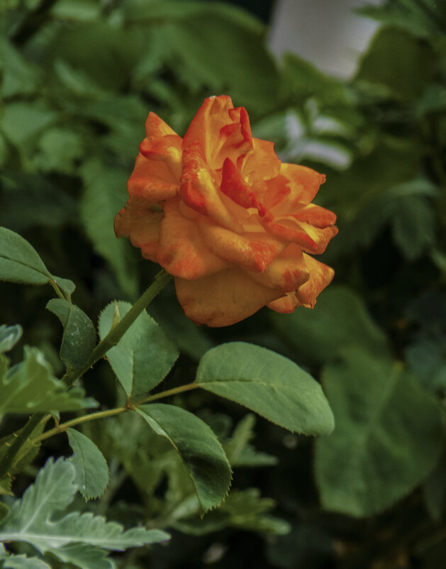 Оранжевая  роза - Валентин Семчишин