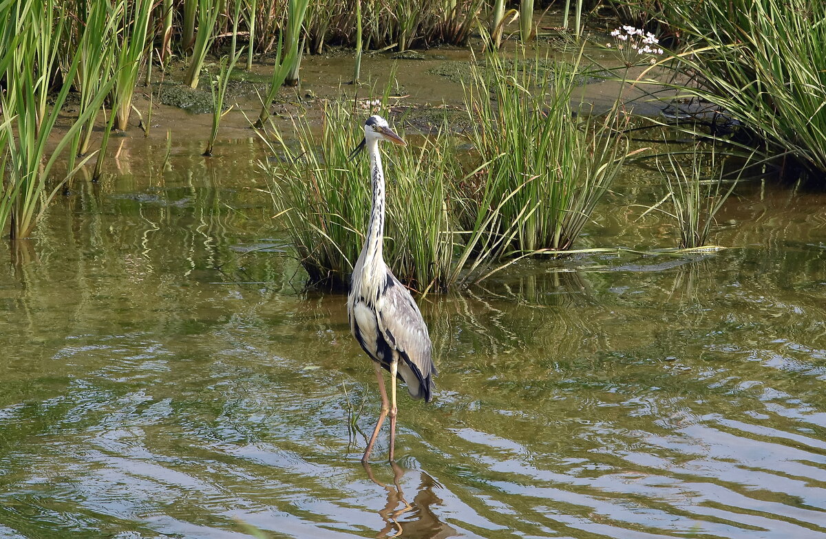 Серая цапля - Алексей .
