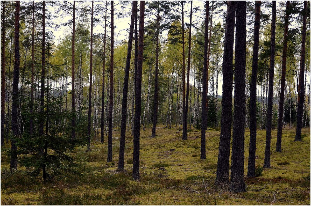 Места тихой охоты - Aleksandr Gal