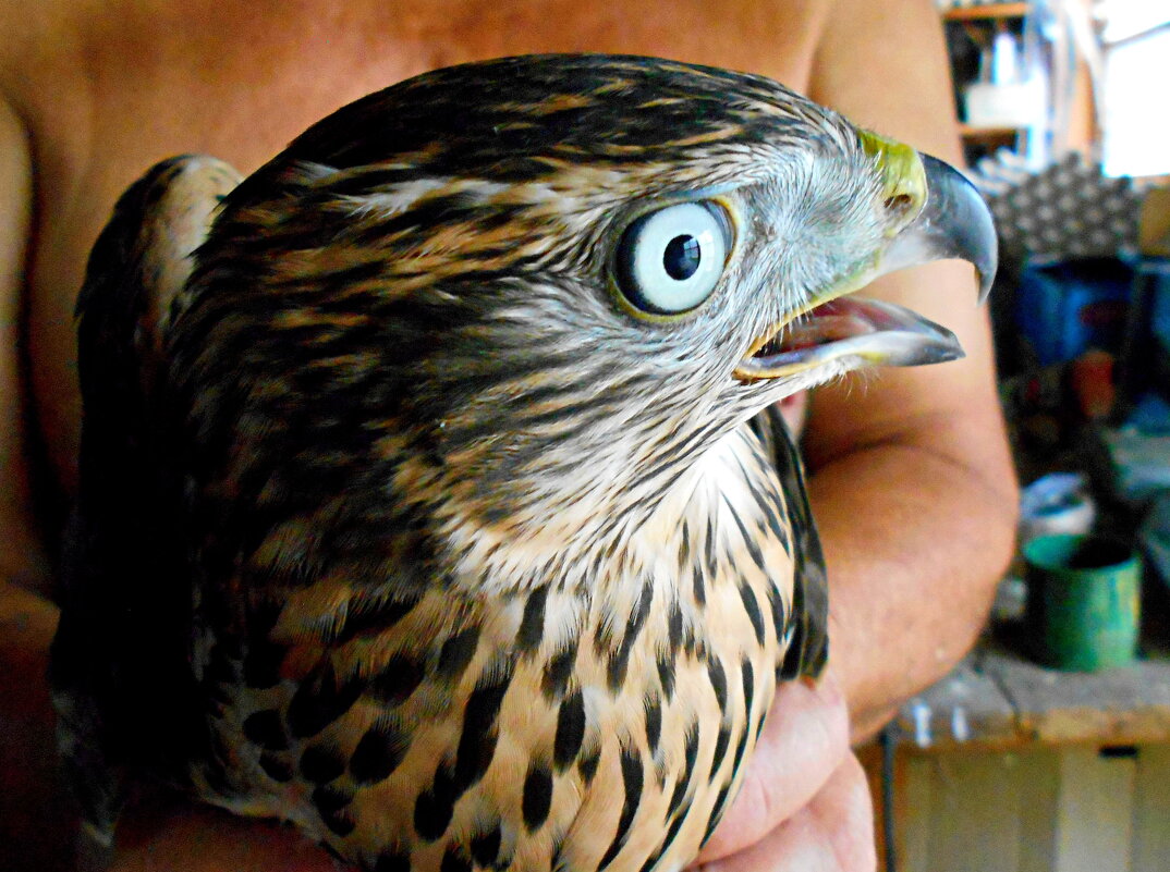 Ястребиный глаз. Молодой тетеревятник. - Константин Штарк