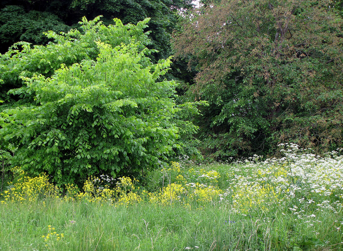 Летний пейзаж - Александр Ильчевский 