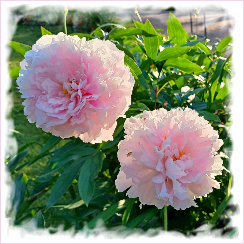 С подсветкой. - Лия ☼