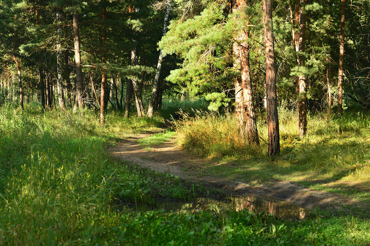 Тропинка - Геннадий Супрун