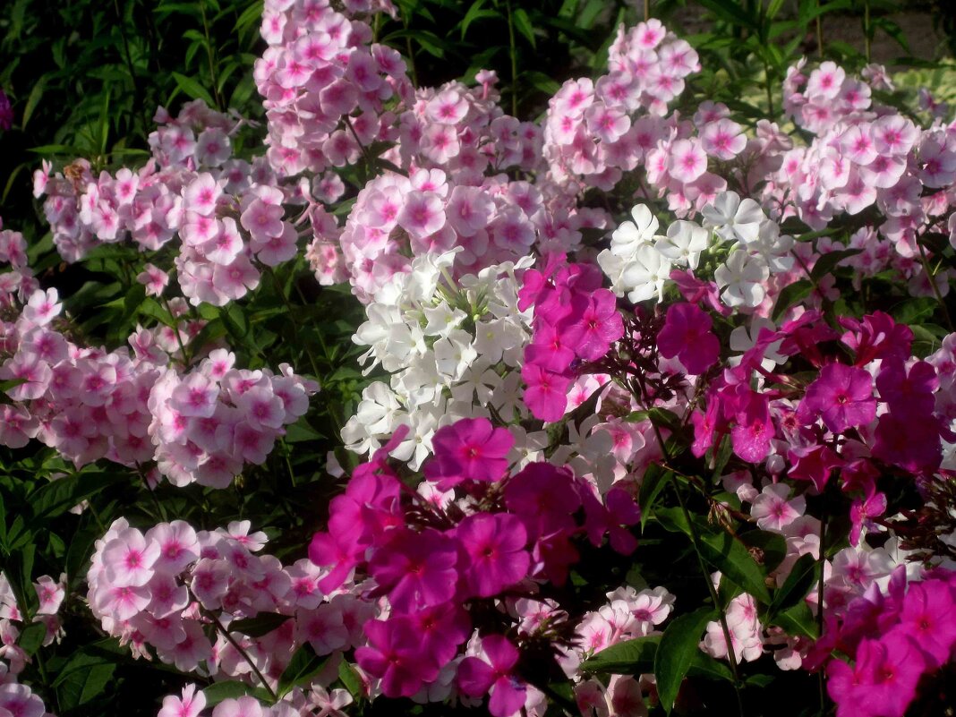 ЯРКОЕ ЛЕТО - Елена Семигина