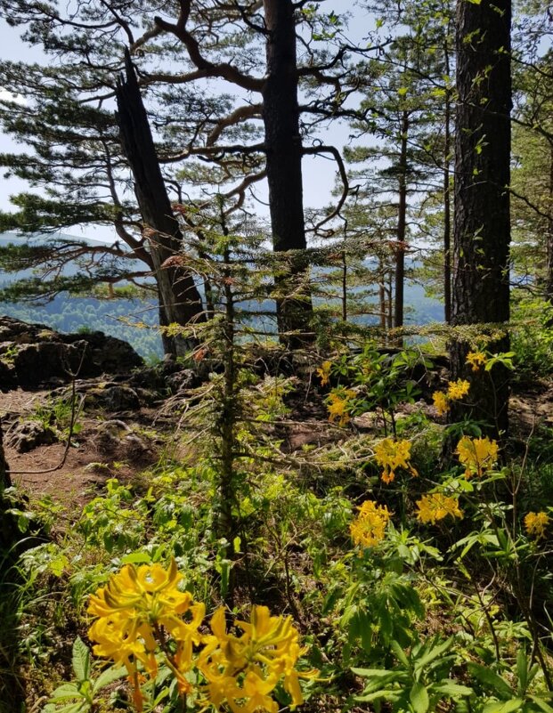 ЛАГОНАКИ - Tata Wolf