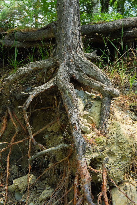 *** - Николай Чекалин