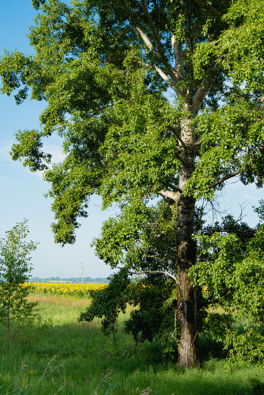 *** - Николай Чекалин