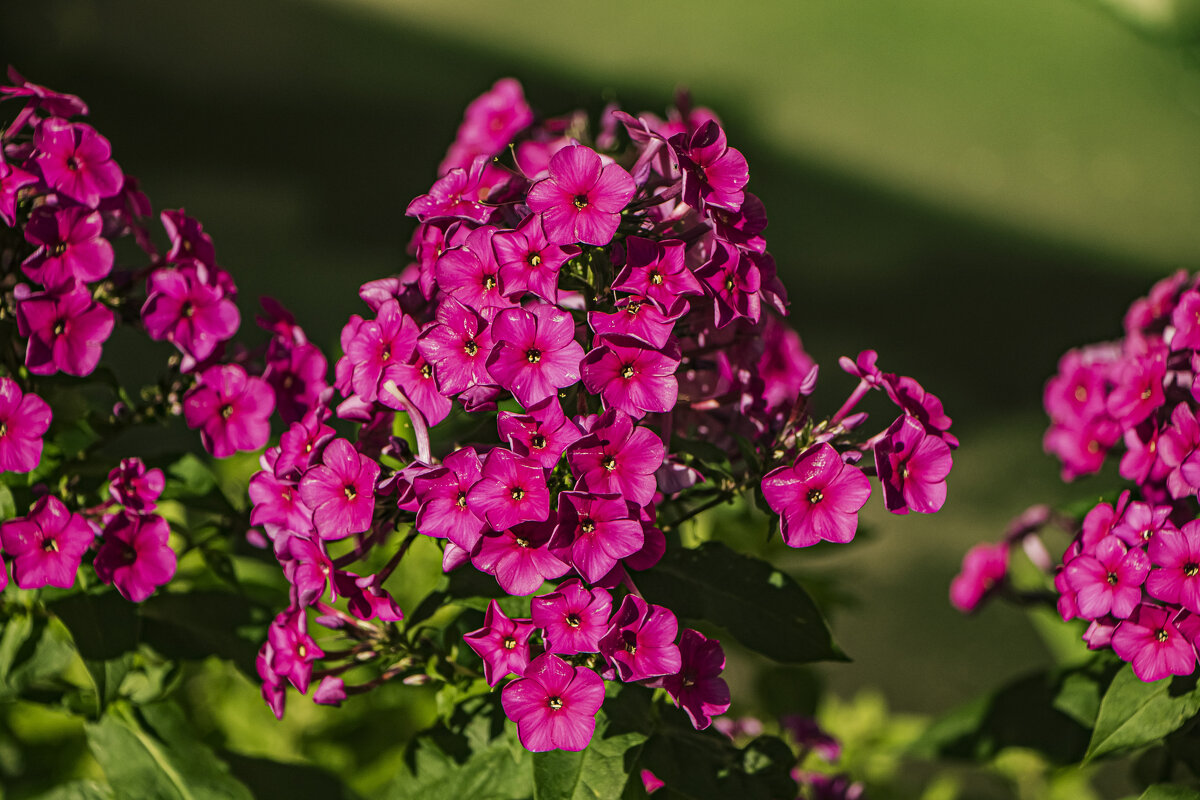 Флоксы у подъезда - Петр Беляков