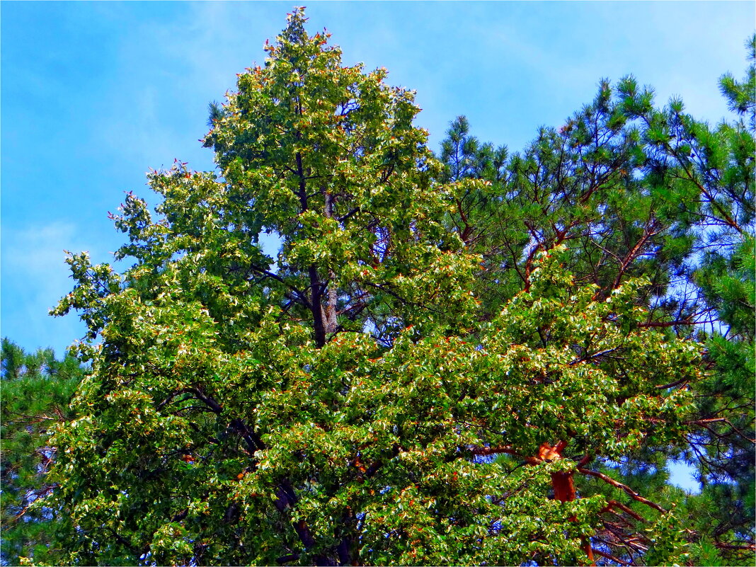 ЛЕТО - Юрий Владимирович 34