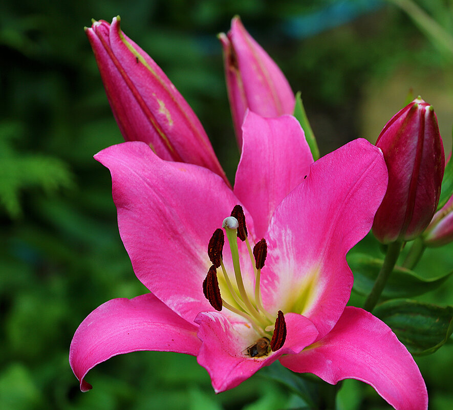 Внутренний мир - Светлана 