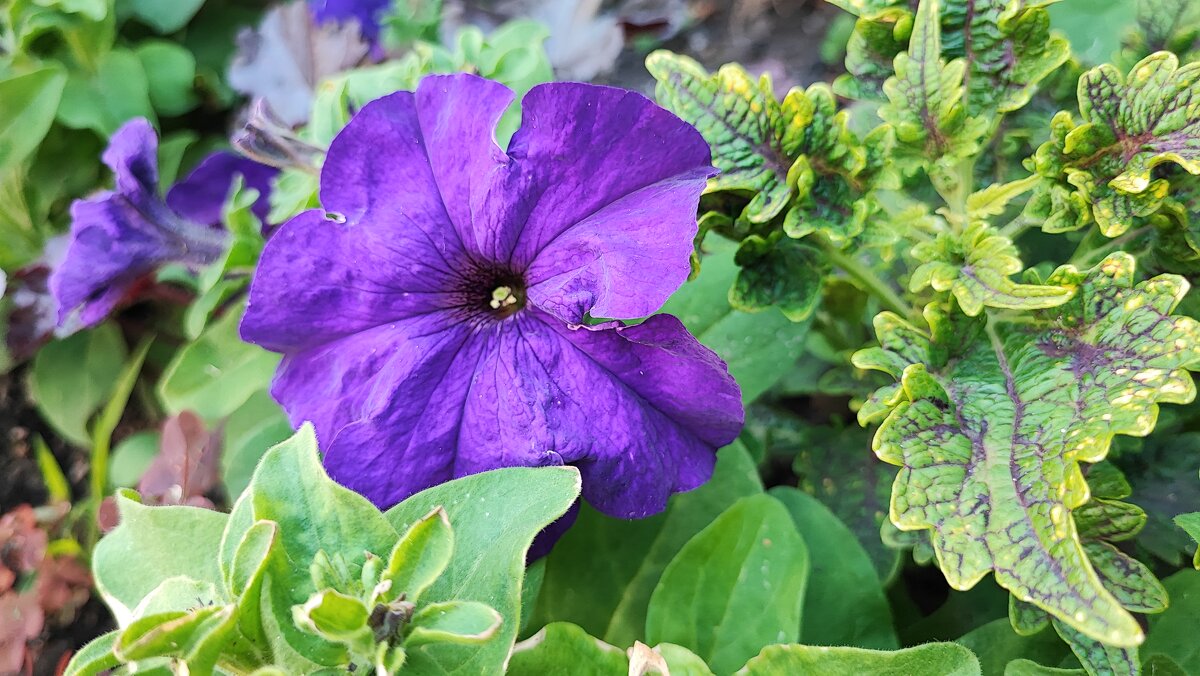 ,,, - Сергей Тимоновский