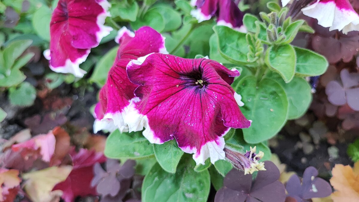 ,,, - Сергей Тимоновский ,,, - Сергей Тимоновский