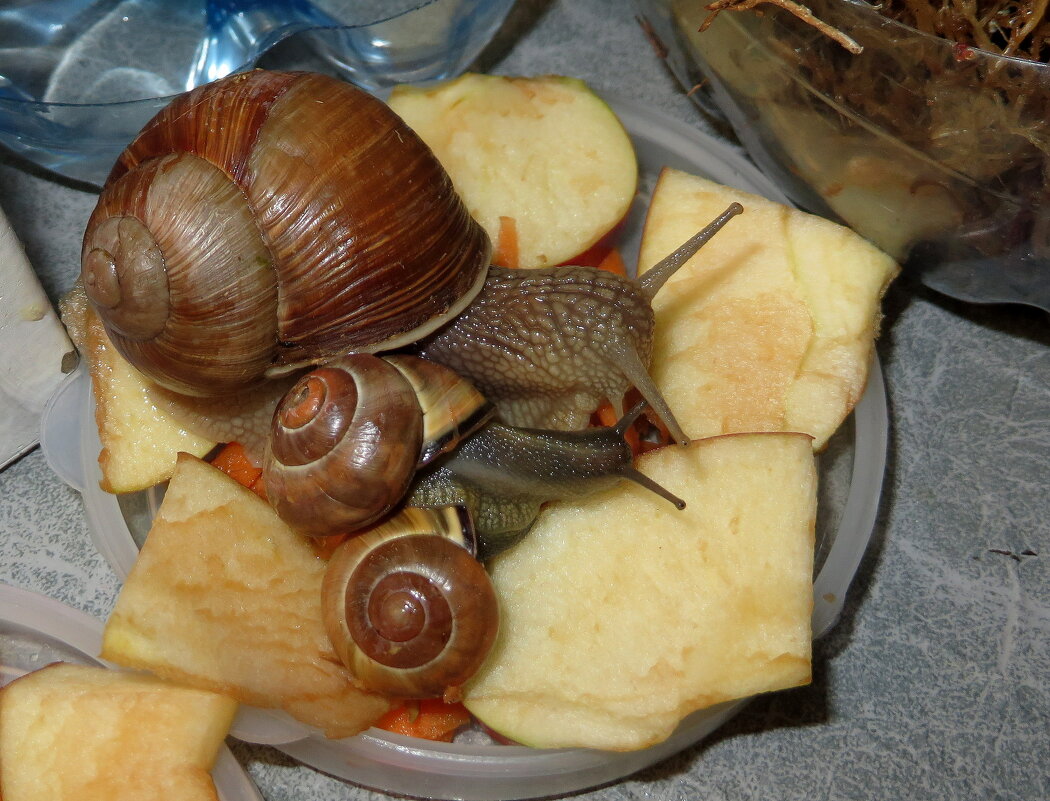 Из жизни улиток - Ирина Олехнович