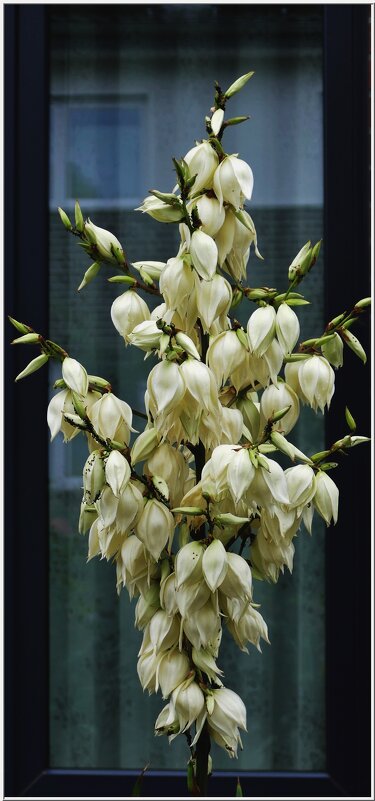 ОКНО-этюд... - Elvira E. 