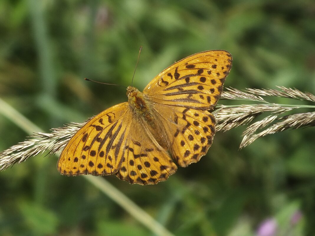 ** - Зоя Мишина