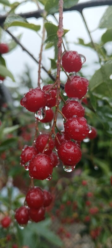 Информация о погоде в Тюмени на сегодня - Шу Юншен