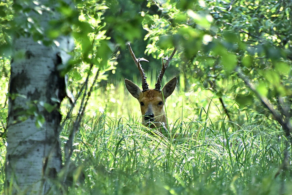 Наблюдатель... - Геннадий Ячменев