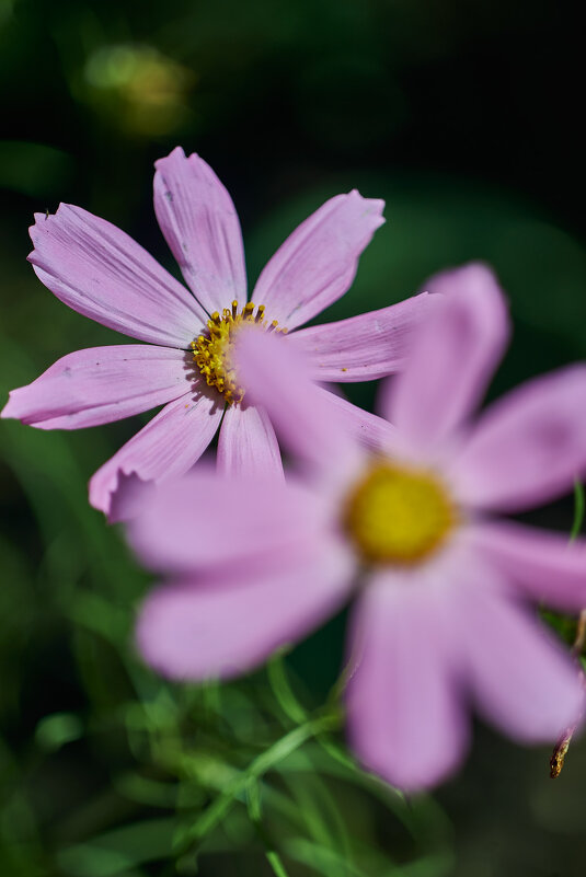 Московская Ромашка - Александр Леонов