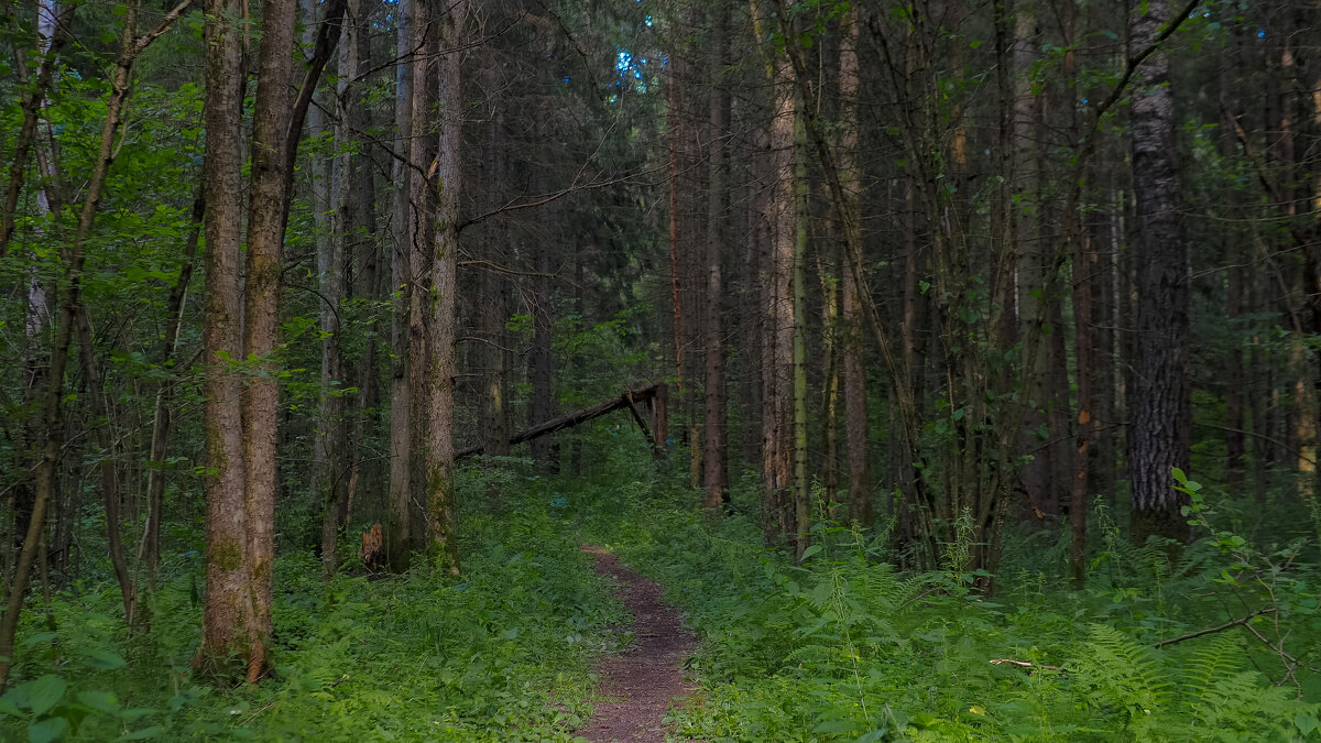 По Лесным Дорожкам - юрий поляков