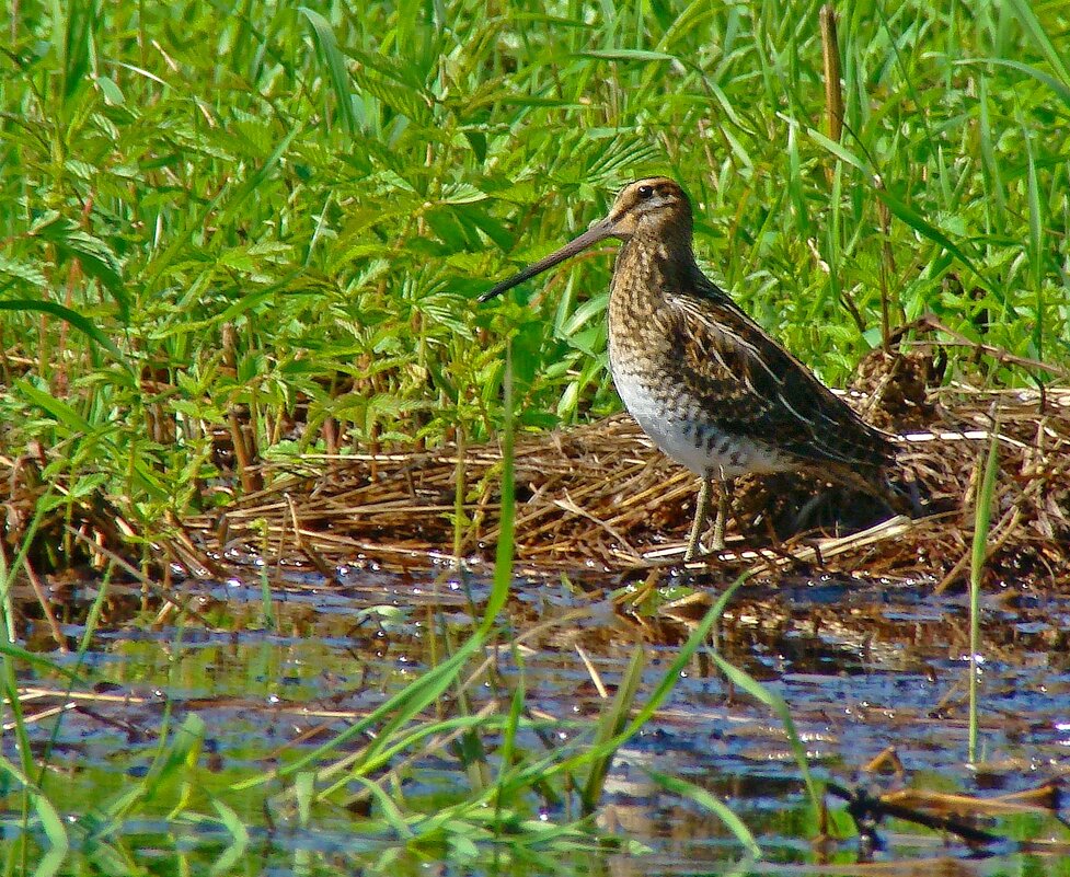 бекас - gawrilа - dan