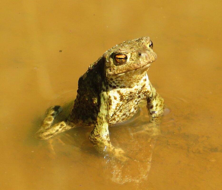 Вылезла из лужи - Андрей Снегерёв Вылезла из лужи - Андрей Снегерёв