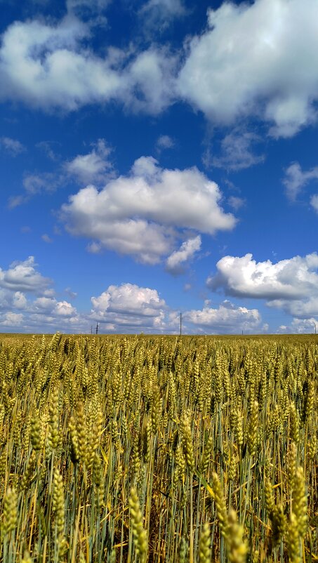 Красота природы - светлана льдокова