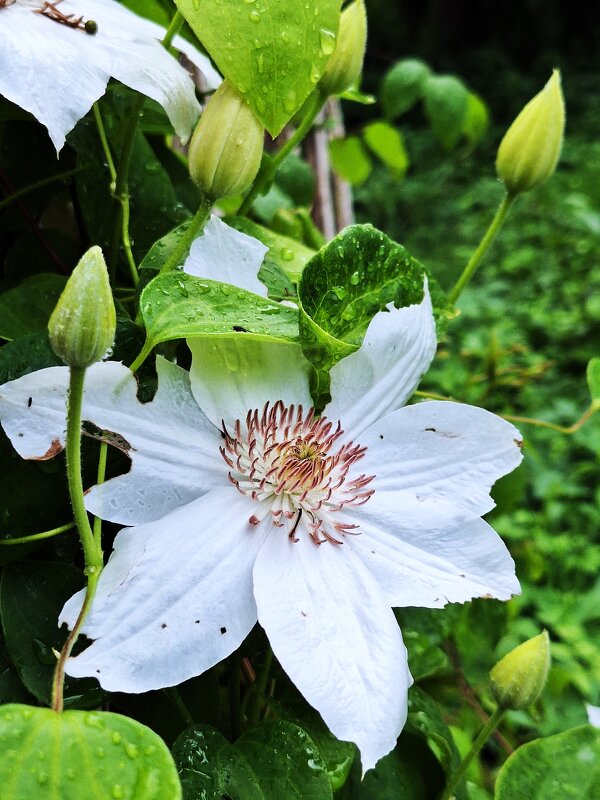 Клематис - Наталья 