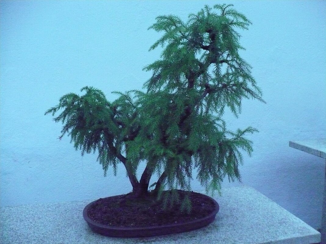 БОНСАЙ  Ботанический сад , г. Монреаль , Октябрь 2013 г. - Валерий Кокорев