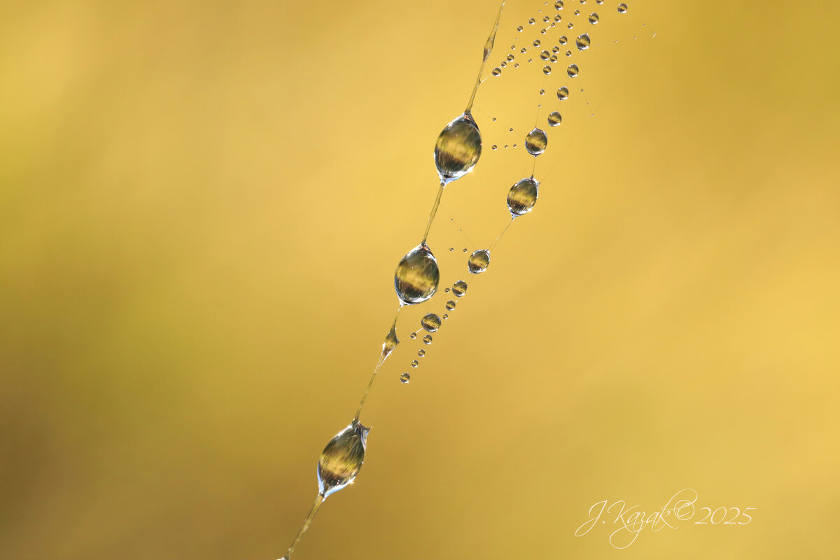 *** - Елена Kазак (selena1965) *** - Елена Kазак (selena1965)