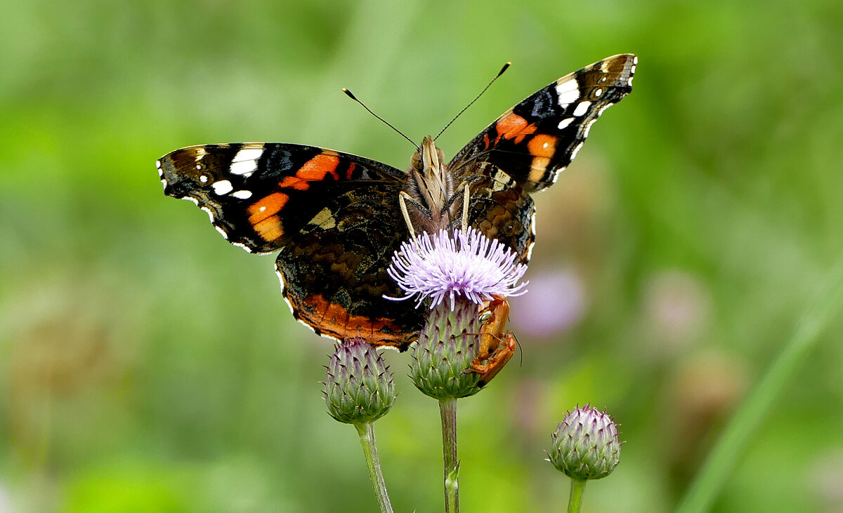 из сегодняшней съемки 8 - Александр Прокудин