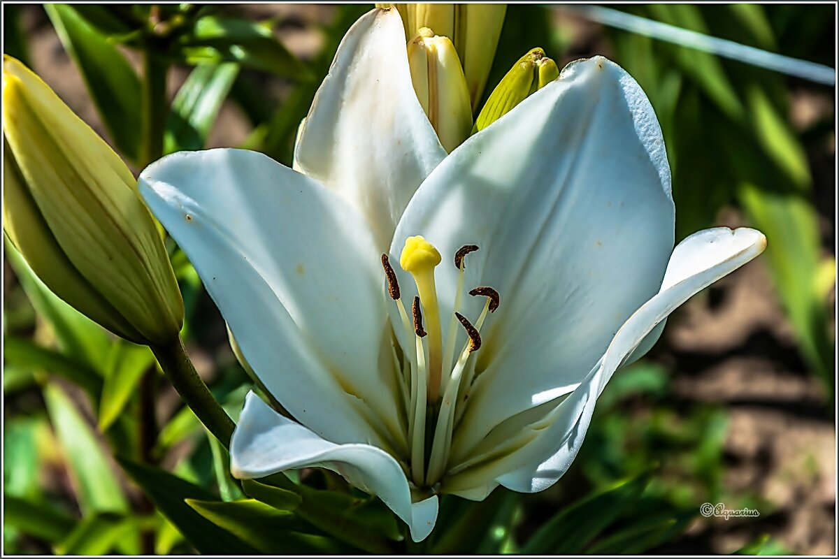 Про лето и цветы - Aquarius - Сергей Про лето и цветы - Aquarius - Сергей