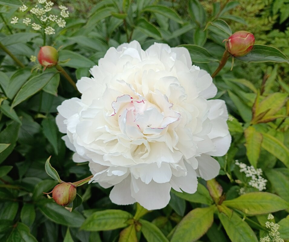 Пион необычный. - Ирина ***