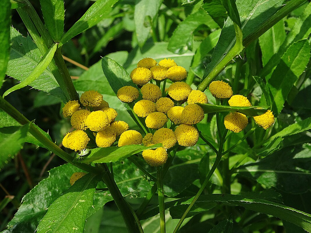 Пижма - Лидия Бусурина